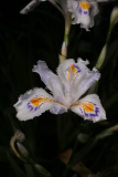 Iris japonica 'Variegata' RCP4-09 1294.jpg